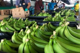  Panamá produce y exporta banano de la mas alta calidad a diversos destinos de Europa, Asia y EEUU