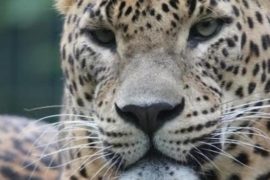  Una mujer persigue durante dos kilómetros al leopardo que había atrapado a su hijo y lo rescata en la India