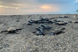  Más de 31 mil neonatos realizan su carrera de vida al mar en la Reserva Playa La Marinera en Los Santos