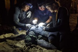  Culmina con éxito monitoreo de tortugas en Archipiélago de Las Perlas