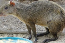  Animales silvestres: afectados también por los incendios forestales