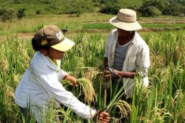  Autoridades buscan alternativas para garantizar la producción de arroz en 2022