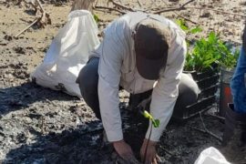  1,500 propágulos fueron reforestados en manglar de El Líbano