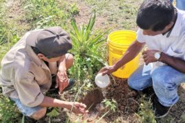  Capacitan a productores en el uso de hidrogel para plantas