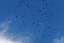  ¡Panamá cuenta con un nuevo sitio de monitoreo de aves rapaces migratorias, entre los 5 más importantes del mundo!