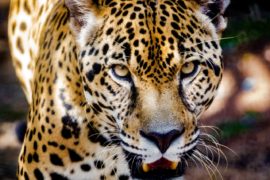  MiAMBIENTE y Fundación Yaguará lanzan proyecto de conservación de jaguares en Panamá