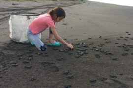  Liberan más de 400 neonatos de tortugas marinas en Arenas de Mariato