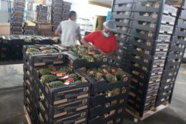  Continúa exportación de Piña desde La Chorrera hacia Europa