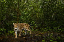  Autoridades sostienen diálogo con autoridades comarcales, tras muerte de jaguar