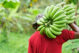  Bananeros levantan huelga tras lograr acuerdos con la empresa