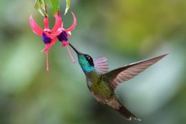  ATP y Audubon suscriben convenio que fortalece la Ruta Patrimonial “Aves en el Paraíso”