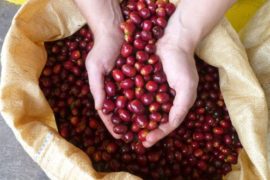  Agroexportadores panameños obtienen registro para exportar café y cacao a China