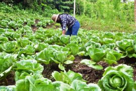  Mujeres rurales beneficiarias de Red de Familias cosechan más de 500 plantas de repollo orgánico en la provincia de Coclé