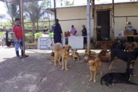  Fundación Manchitas apoya jornada de esterilización en el centro penitenciario de Colón