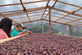  Café Coclesano busca afianzarse en el mercado Nacional