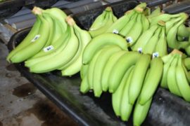  Panamá participa en la Cumbre Latinoamericana por la Unidad del Banano