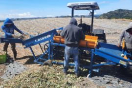  Productores de cebolla de Tierras Altas aplican tecnología en cosecha