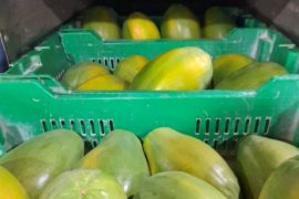  Exportaciones de papaya a EEUU registraron incrementos sostenidos en el año 2021
