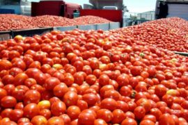  Tomateros pierden 80% de producción y están al borde de la ruina