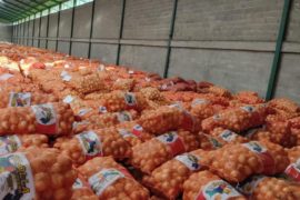  Gobierno Nacional aprueba compra de cebolla por B/.2.5 millones a productores de Tierras Altas, Coclé y Azuero