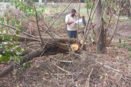  Sorprenden a sujetos realizando tala ilegal dentro del manglar de Bahía de Chame