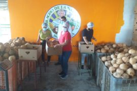  Panamá exporta coco hacia España