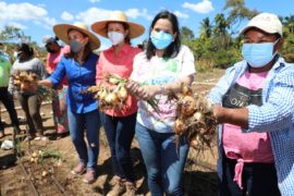  Mujeres rurales de las Redes de Familia del Mides cosechan más de 100 quintales de cebollas orgánicas en Coclé