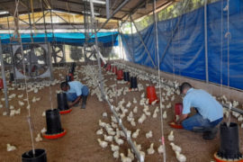  Con 6 mil pollos, inicia primer proyecto avícola de autogestión del año 2022