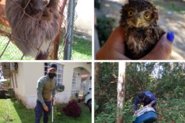  Realizan rescates de la vida silvestre, en Panamá Metro, Oeste y Los Santos