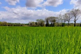  Pese a la pandemia se registra aumento de hectareaje de arroz sembrado en Panamá