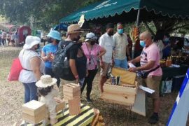  Productores de Colón apoyados por el MIDA participaron en festival familiar