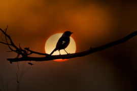  El cambio climático está acabando con las aves y su canto, señalan expertos