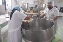  Productores de jengibre de Panamá Este interesados en industrializar el producto