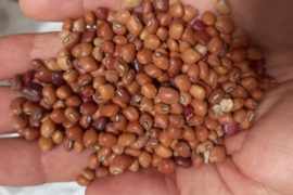  Un millón 500 mil destinará el Gobierno para la adquisición de frijol vigna