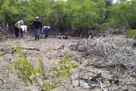  MiAMBIENTE orienta a residentes de la Bahía de Chame hacia la conservación y la sostenibilidad de los manglares