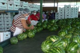  Exportación de fruta panameña arranca con buen ritmo en el 2022