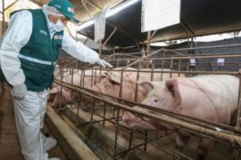  Bolivia trabaja con Japón posibilidad de exportar productos de origen animal