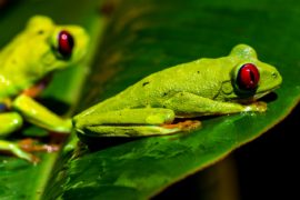  Cerca de 38 mil especies de la vida silvestre se consideran amenazadas por el comercio internacional