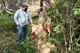  Autoridades ambientales y de la Policía Nacional sorprenden a taladores ilegales en Pesé, Herrera