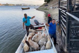  MIDA apoya a productores de Panamá Este con proyecto de ovinos