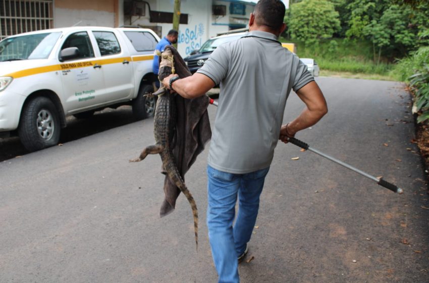  MiAMBIENTE detecta zoocriaderos y colecciones privadas de animales silvestres sin permiso en Panamá Oeste