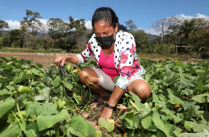  Aurelina Ortiz, la mujer rural que está produciendo alimentos en tiempo de pandemia