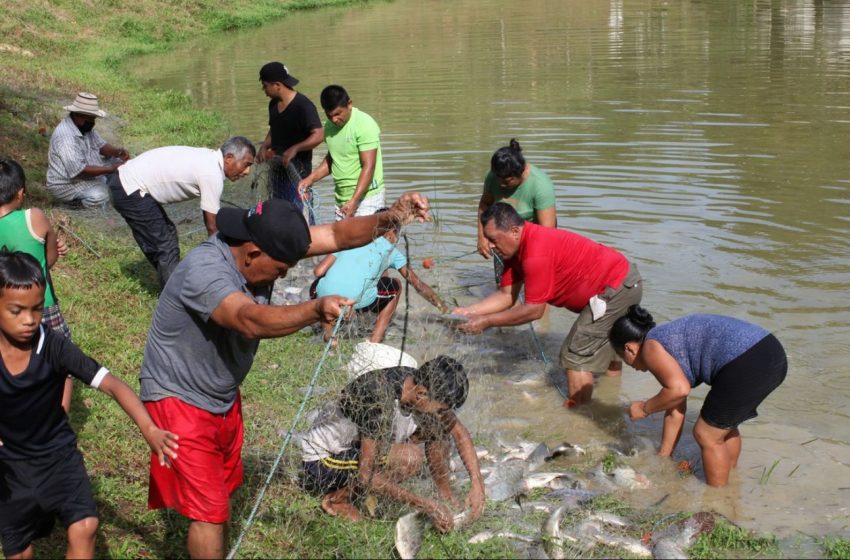  Pobladores de Coclesito y Omar Torrijos se benefician con la cría y engorde de peces