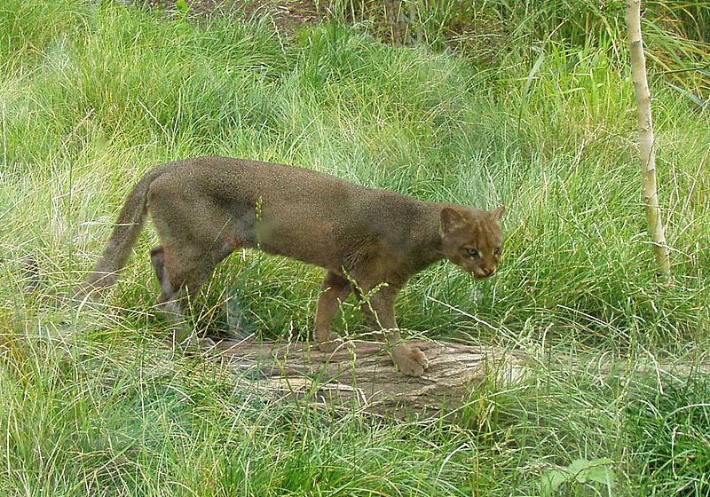  MiAMBIENTE atiende caso de Tigrillo Congo encontrado muerto en Punta Chame