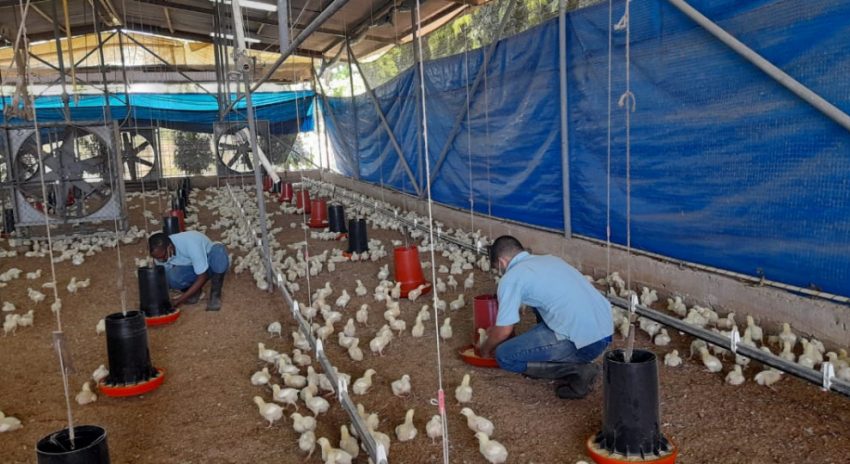  Inicia nuevo proyecto avícola con más de 6 mil pollos