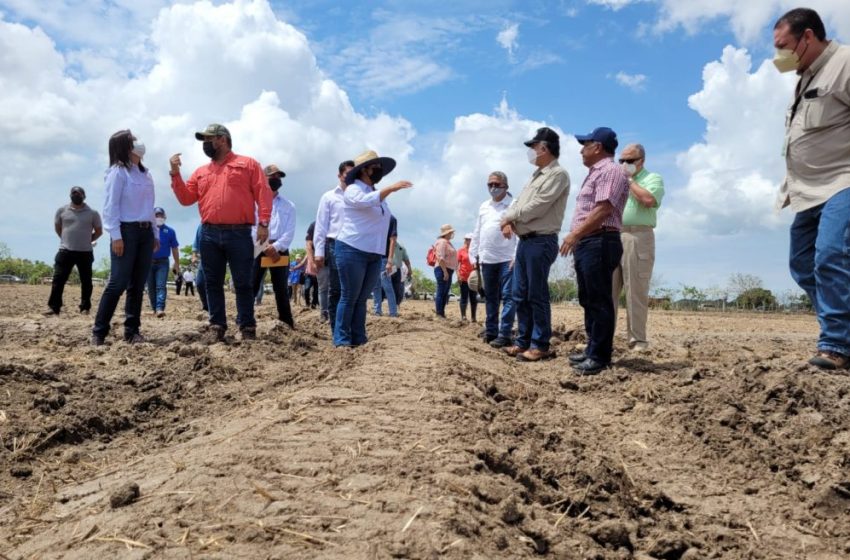  Presentan avances y resultados de proyecto por un Panamá Autosuficiente en Arroz