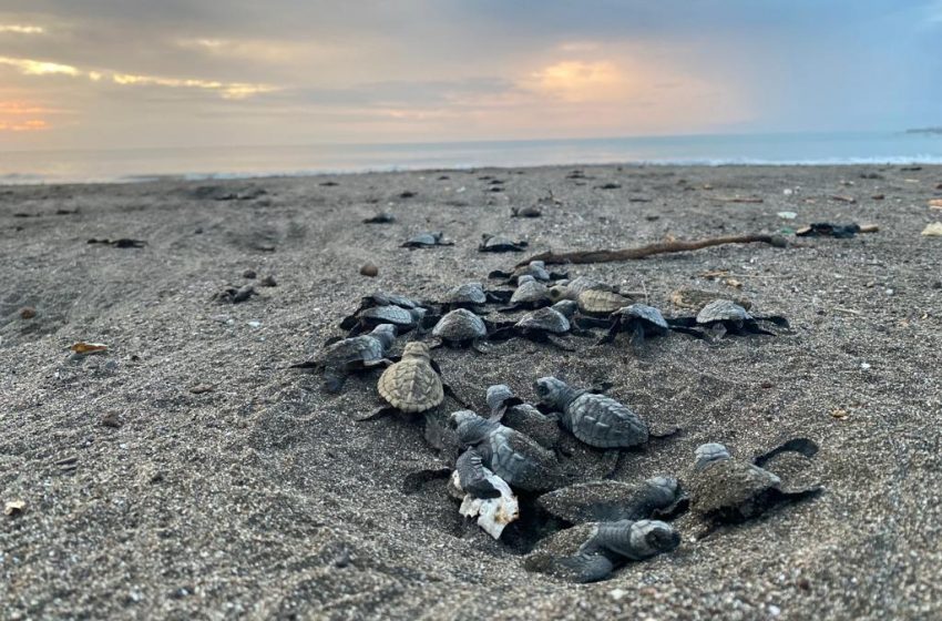  590 mil 498 neonatos de tortugas marinas nacen en la playa La Marinera de los santos