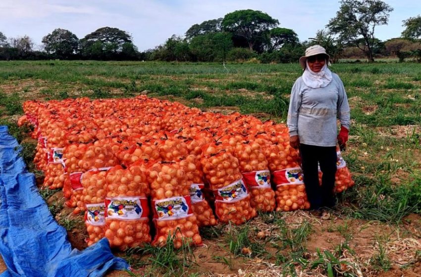  Aumenta producción de cebolla en Panamá