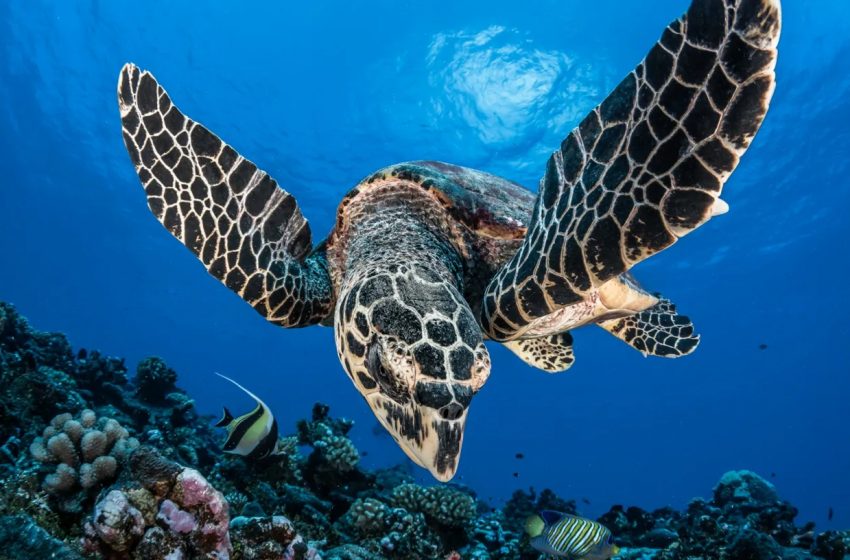  Crearon una app que ayuda a proteger a las tortugas marinas en peligro crítico de extinción