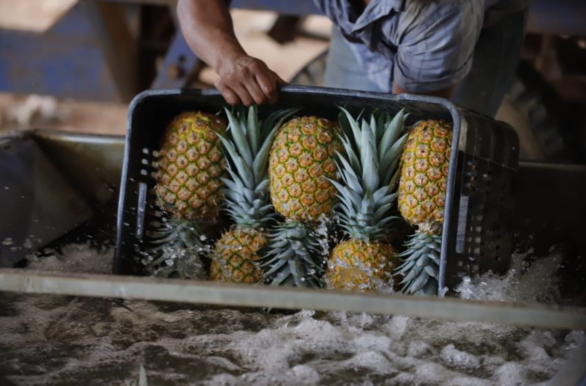  Se reactiva exportación de piña panameña a Curazao